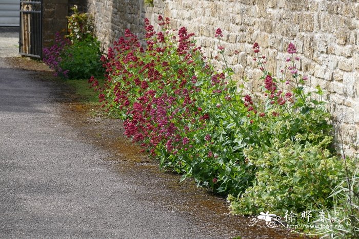 红缬草Centranthus ruber