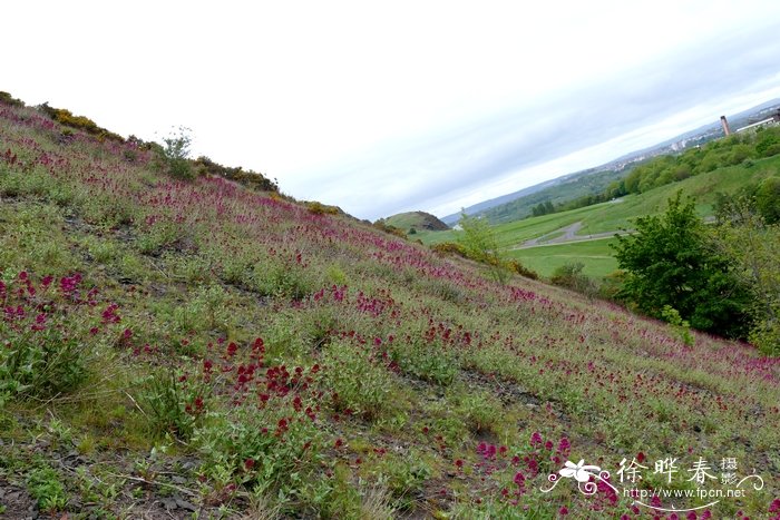 红缬草Centranthus ruber