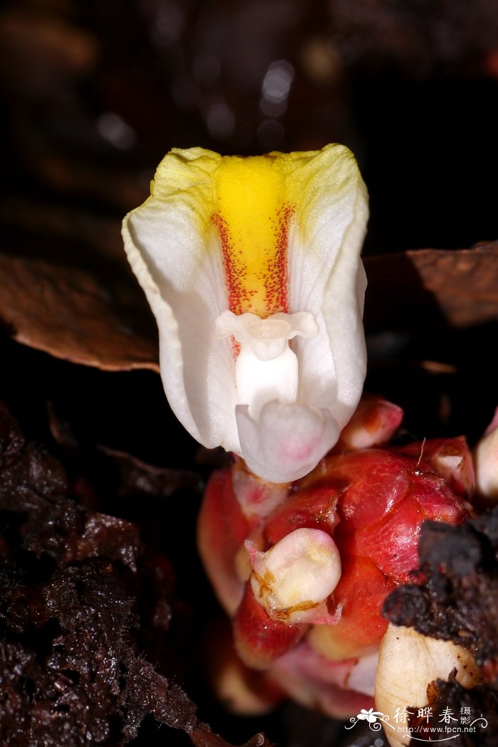 砂仁Amomum villosum 砂仁Amomum villosum