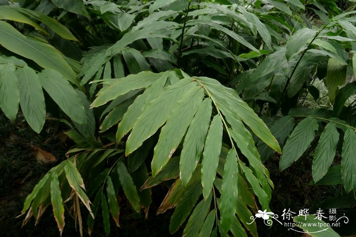 砂仁Amomum villosum 砂仁Amomum villosum