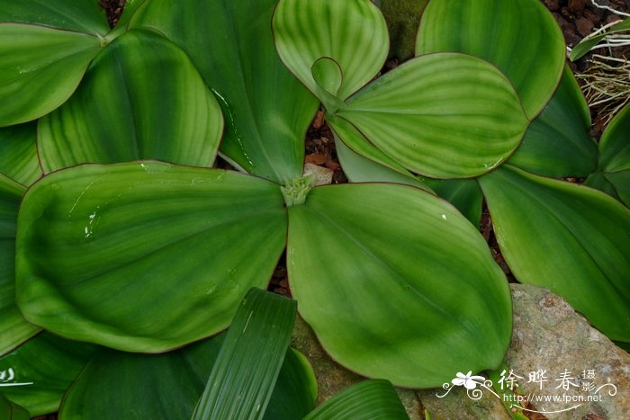 奇丽闭鞘姜Costus spectabilis 奇丽闭鞘姜Costus spectabilis