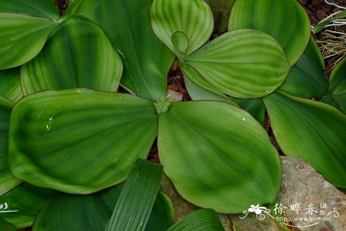 奇丽闭鞘姜Costus spectabilis