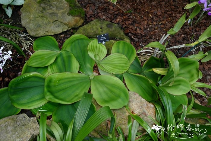 奇丽闭鞘姜Costus spectabilis