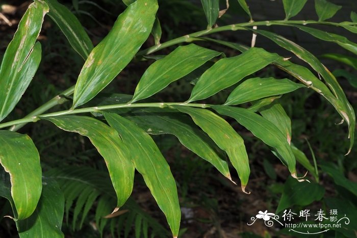 光果姜Zingiber nudicarpum