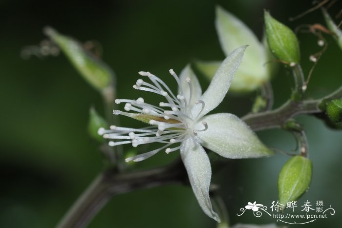 铁破锣Beesia calthifolia