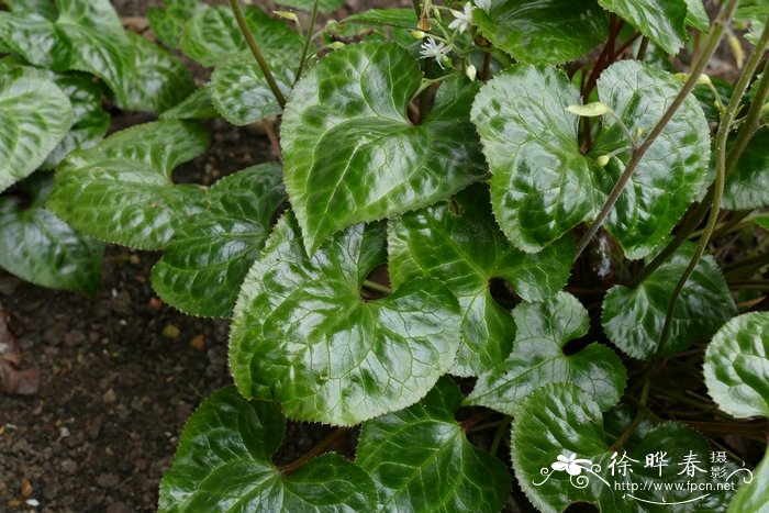 铁破锣Beesia calthifolia 铁破锣Beesia calthifolia