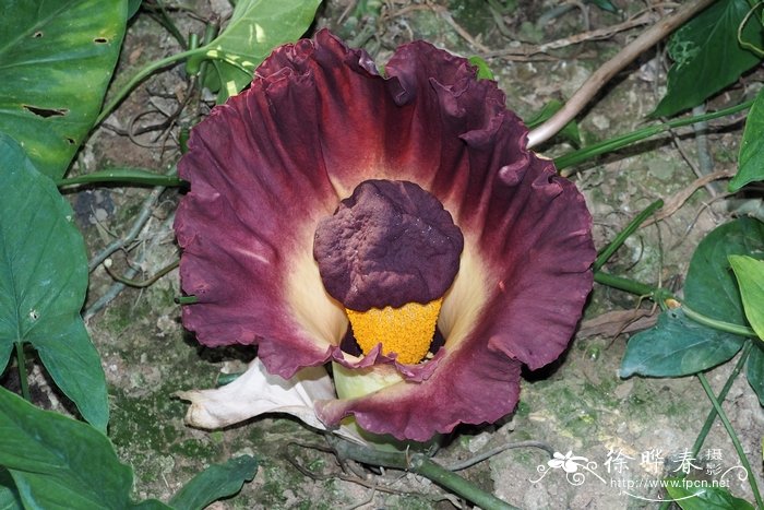 疣柄蘑芋Amorphophallus paeoniifolius