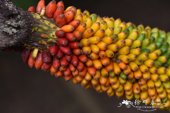 疣柄蘑芋Amorphophallus paeoniifolius