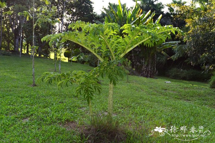 疣柄蘑芋Amorphophallus paeoniifolius 疣柄蘑芋Amorphophallus paeoniifolius