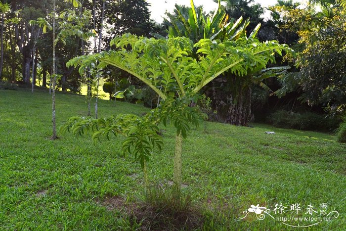 疣柄蘑芋Amorphophallus paeoniifolius