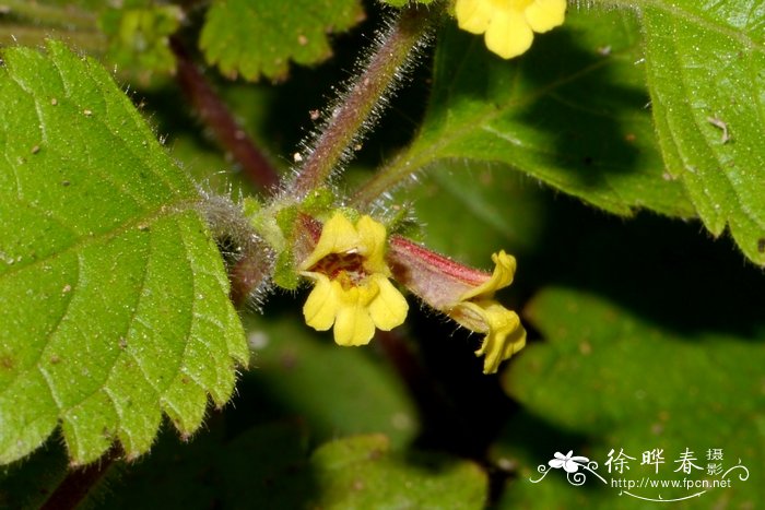 野地钟萼草Lindenbergia ruderalis 野地钟萼草Lindenbergia ruderalis
