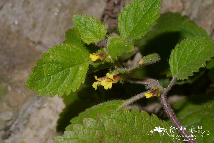 野地钟萼草Lindenbergia ruderalis 野地钟萼草Lindenbergia ruderalis