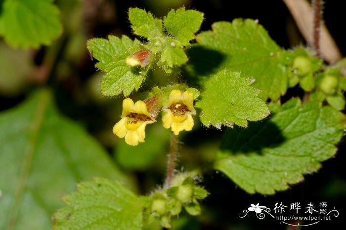 野地钟萼草Lindenbergia ruderalis