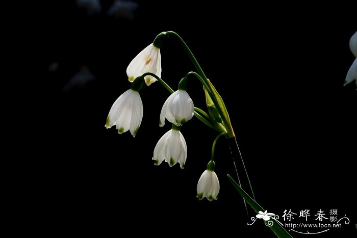 雪片莲Leucojum aestivum 雪片莲Leucojum aestivum