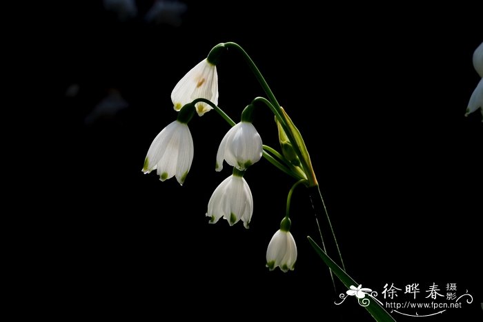 雪片莲Leucojum aestivum