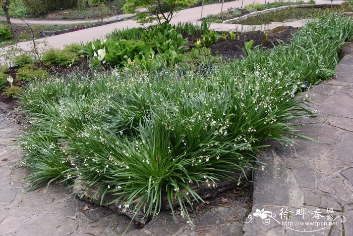 雪片莲Leucojum aestivum 雪片莲Leucojum aestivum