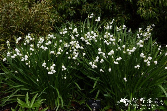 雪片莲Leucojum aestivum