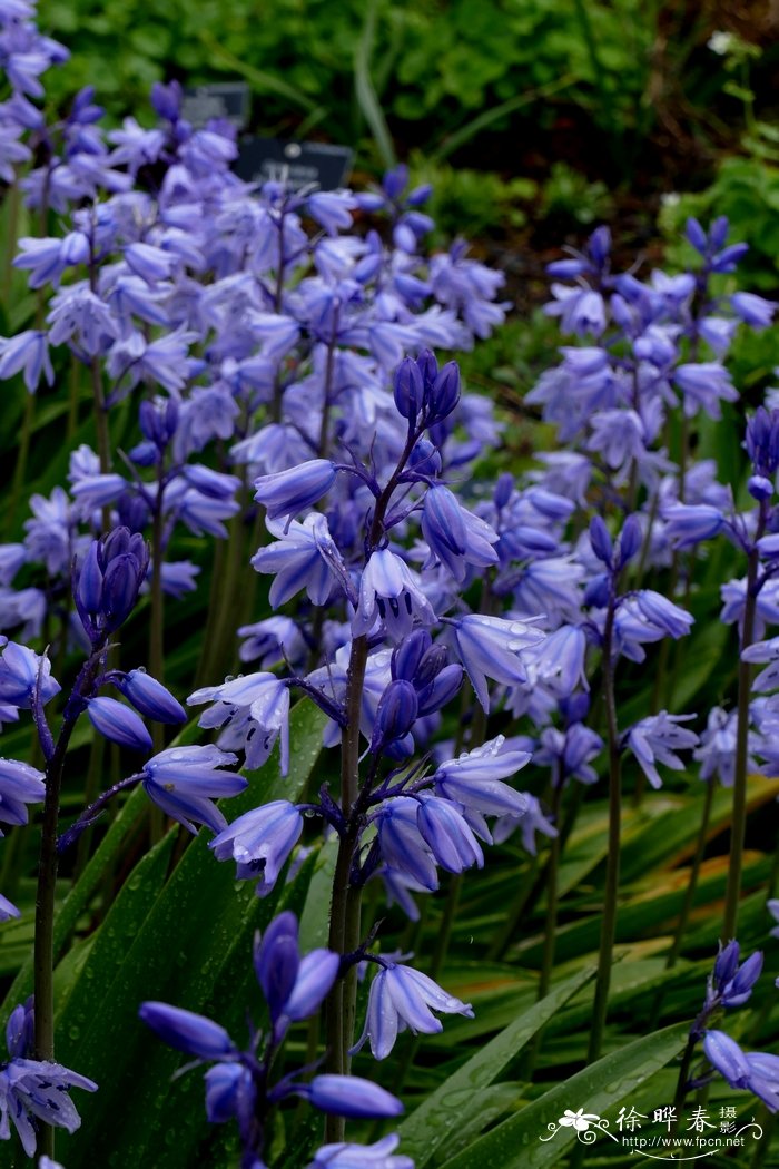 西班牙蓝钟花Hyacinthoides hispanica