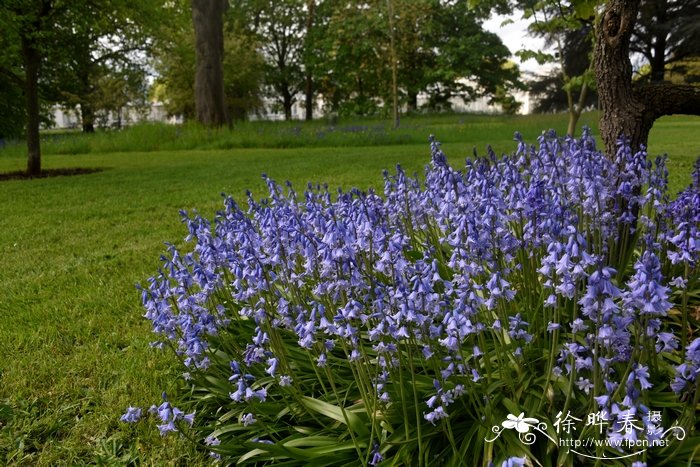 西班牙蓝钟花Hyacinthoides hispanica