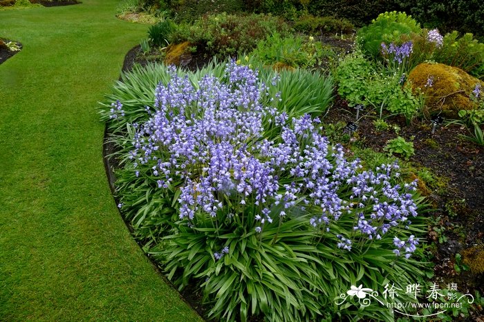 西班牙蓝钟花Hyacinthoides hispanica