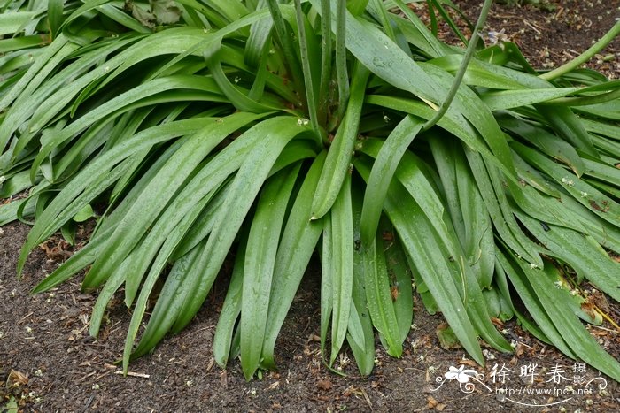 西班牙蓝钟花Hyacinthoides hispanica