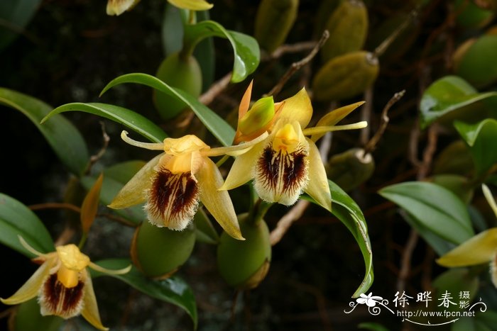 流苏贝母兰Coelogyne fimbriata