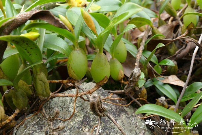 流苏贝母兰Coelogyne fimbriata