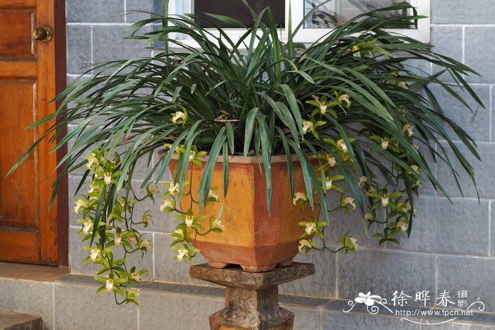 虎头兰Cymbidium hookerianum 虎头兰Cymbidium hookerianum