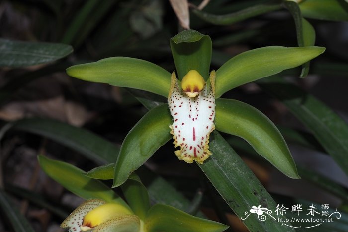 虎头兰Cymbidium hookerianum 虎头兰Cymbidium hookerianum