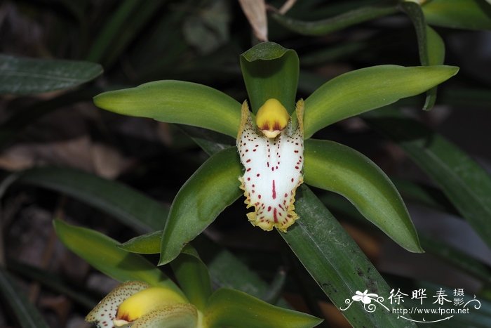 虎头兰Cymbidium hookerianum