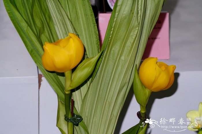 摇篮兰Anguloa clowesii 摇篮兰Anguloa clowesii