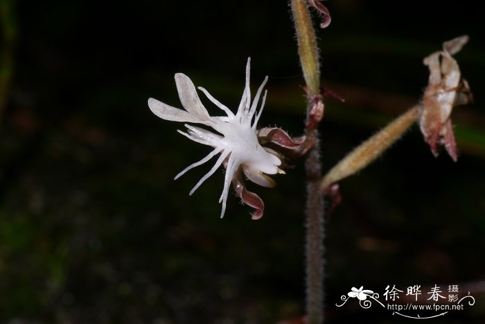 金线兰 Anoectochilus roxburghii 金线兰 Anoectochilus roxburghii