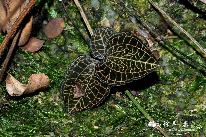 金线兰 Anoectochilus roxburghii 金线兰 Anoectochilus roxburghii