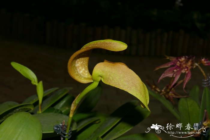 鹅豆兰Bulbophyllum grandiflorum 鹅豆兰Bulbophyllum grandiflorum