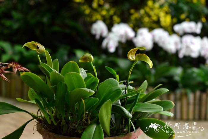 鹅豆兰Bulbophyllum grandiflorum 鹅豆兰Bulbophyllum grandiflorum