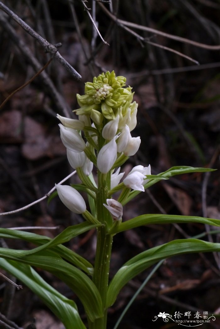 头蕊兰 Cephalanthera longifolia 头蕊兰 Cephalanthera longifolia