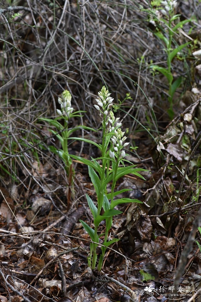 头蕊兰 Cephalanthera longifolia 头蕊兰 Cephalanthera longifolia