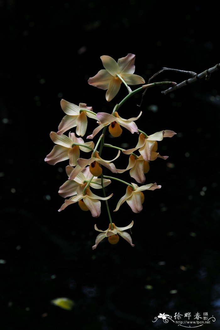 杓唇石斛Dendrobium moschatum 杓唇石斛Dendrobium moschatum