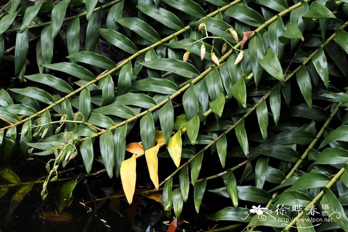 杓唇石斛Dendrobium moschatum 杓唇石斛Dendrobium moschatum