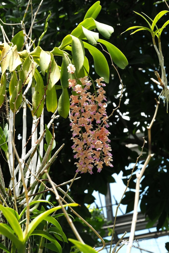 指甲兰 Aerides falcata 指甲兰 Aerides falcata