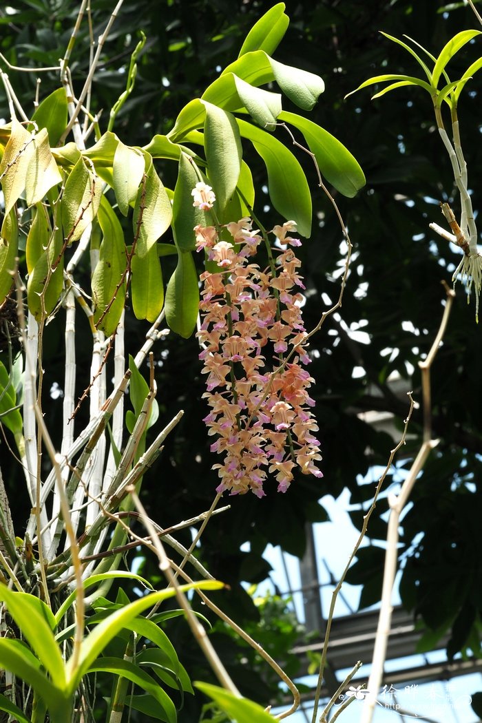 指甲兰 Aerides falcata