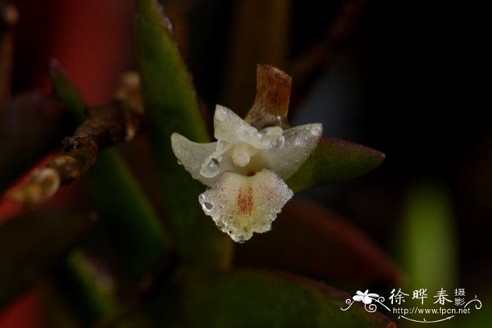 刀叶石斛Dendrobium terminale 刀叶石斛Dendrobium terminale