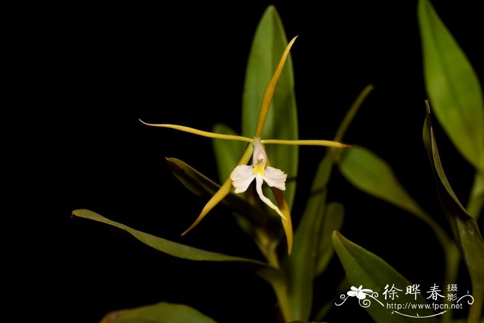 夜花树兰Epidendrum nocturnum