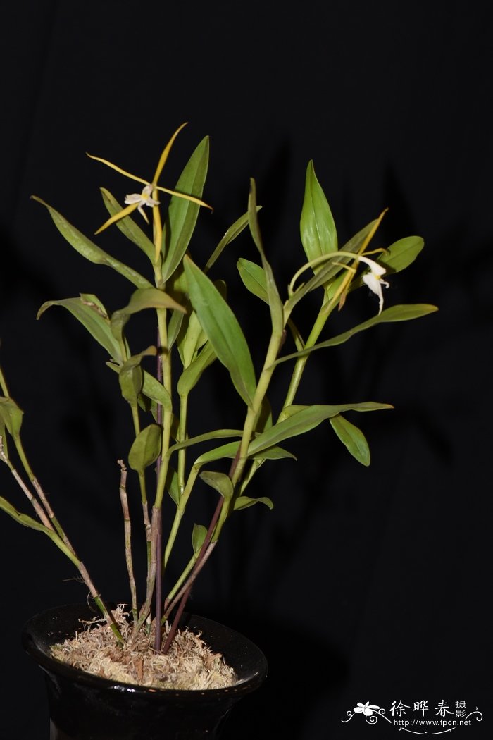 夜花树兰Epidendrum nocturnum