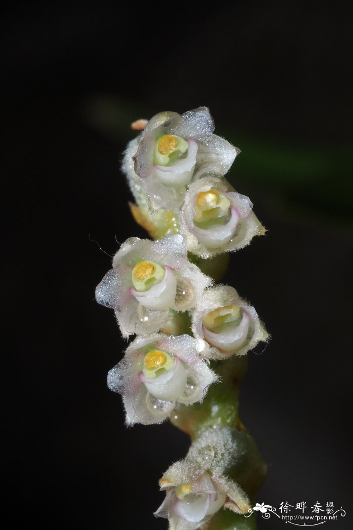 鹅白毛兰Eria stricta 鹅白毛兰Eria stricta