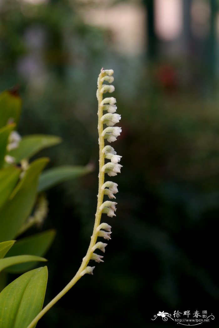 鹅白毛兰Eria stricta 鹅白毛兰Eria stricta
