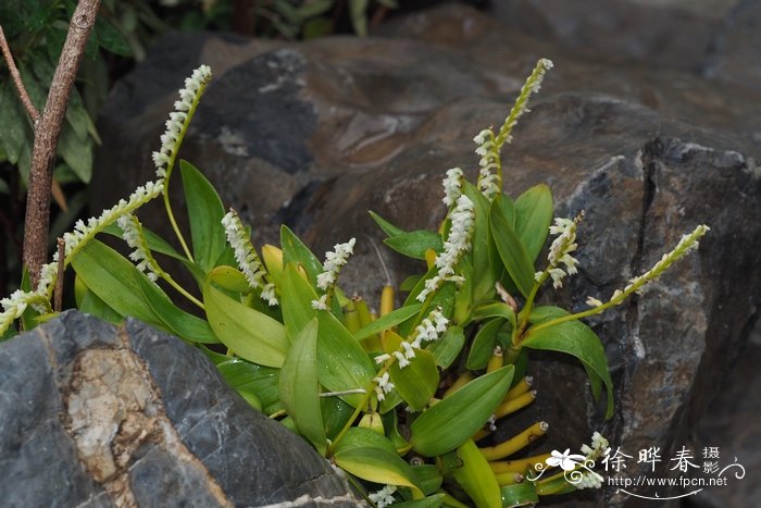 鹅白毛兰Eria stricta 鹅白毛兰Eria stricta
