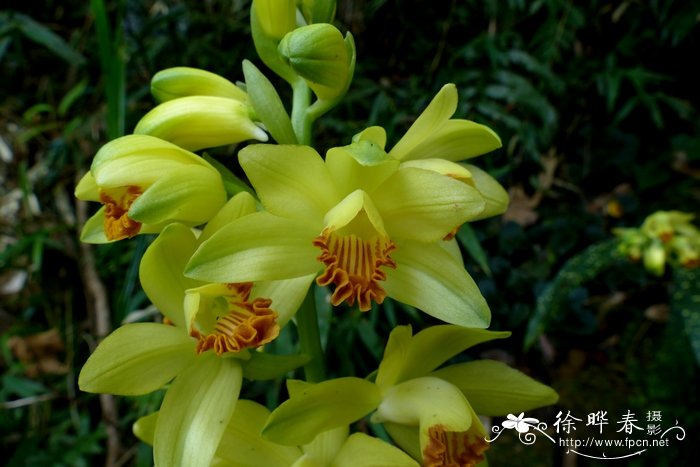 黄花鹤顶兰Phaius flavus