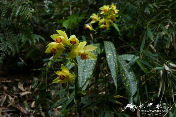 黄花鹤顶兰Phaius flavus 黄花鹤顶兰Phaius flavus