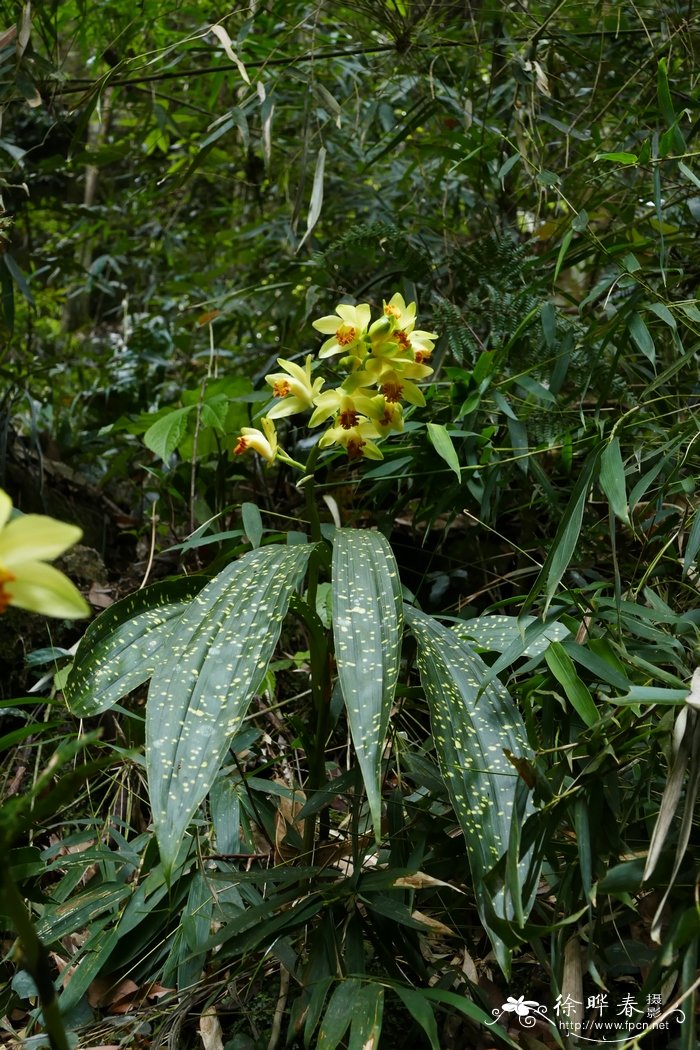 黄花鹤顶兰Phaius flavus 黄花鹤顶兰Phaius flavus